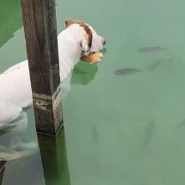 VLASNIK USNIMIO PSA U NAJLUKAVIJEM IZDANJU: Evo šta je uradio, ljudi IZNENAĐENO GLEDAJU (VIDEO)