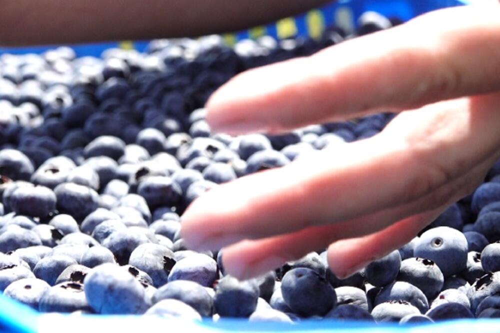 KADA VIDITE KAKO SE BERU BOROVNICE OSTAĆETE U ČUDU, NISTE IMALI POJMA O OVOME: Postoji tačno ODREĐENA SPRAVA(VIDEO)