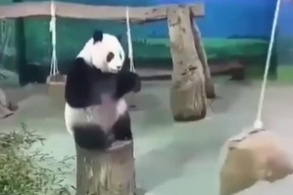 NEŽNI OKRŠAJ PANDE I DŽAKOVA: Ovakav bokserski meč još NISTE VIDELI, sigurno ćete se "uplašiti" (VIDEO)