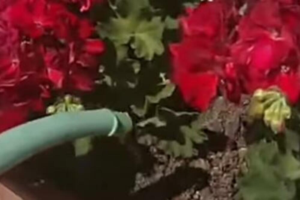 Evo kada je najbolje zalivati biljke tokom vrućina: Samo jedan način je ispravan