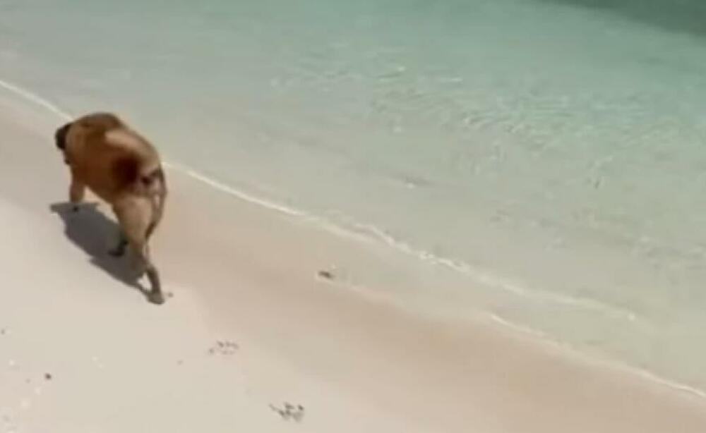 Pas na moru, ilustracija