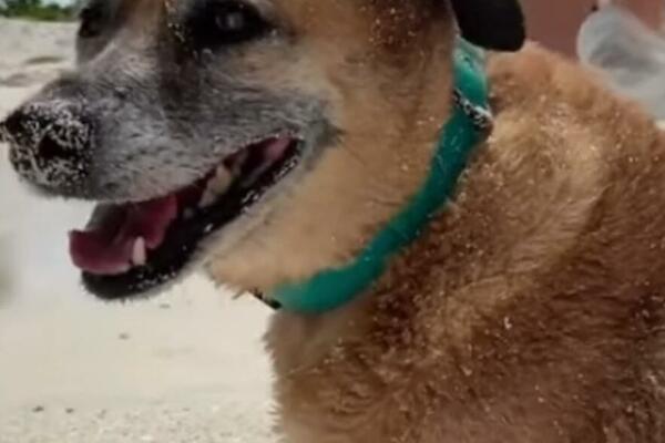 OVI PSI SE NAJBOLJE SLAŽU SA MAČKAMA: Stavite ih ZAJEDNO i šokiraćete se kad vidite ŠTA ĆE SE DESITI