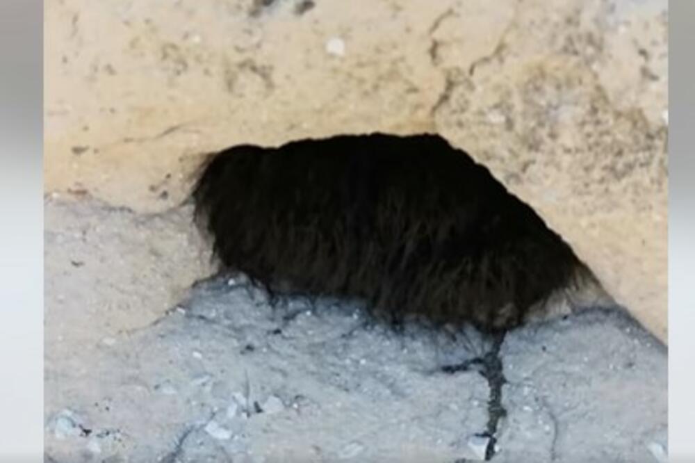 NE, NIJE FATAMORGANA! Primetio da nešto VIRI IZ RUPE U STENI, a onda je morao da PIPNE, gledajte ovaj UŽAS (VIDEO)