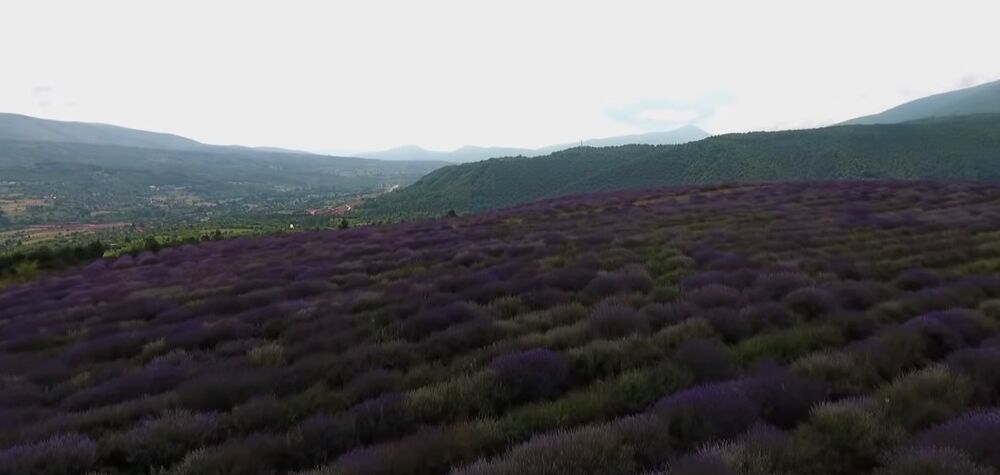 lavanda, polja lavande