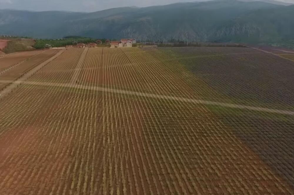 I SRBIJA PROVANSU ZA TRKU IMA: Na gajenju 1 BILJKE zarade više od 13.000 evra, da li je OVAJ BIZNIS naša BUDUĆNOST?