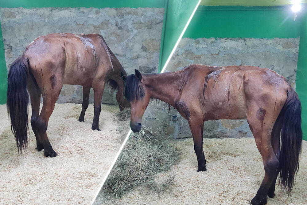 U NIŠU OSTAVILI KONJA BEZ HRANE I VODE, VUKAO ZAPREGE BEZ TOČKA: Otkrivamo gde je sada MUČENA ŽIVOTINJA! (FOTO)