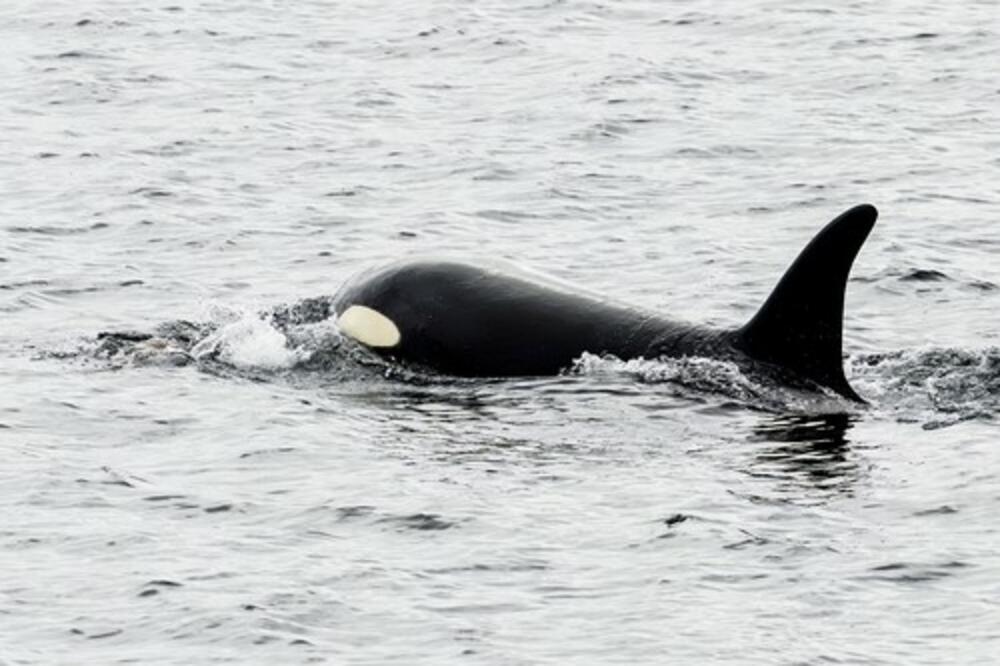 ORKE NAPALE HRVATSKI BROD KOD GIBRALTARA: Član posade opisao SVU DRAMU, jedna stvar nikome NIJE JASNA (VIDEO)