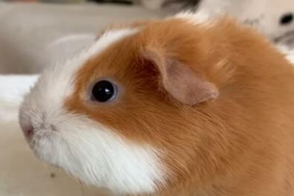 POSLUŽITE OVO LETNJE OSVEŽENJE SVOJIM LJUBIMCIMA: Samo 1 HLADNO PARČE i biće vam zauvek ZAHVALNI