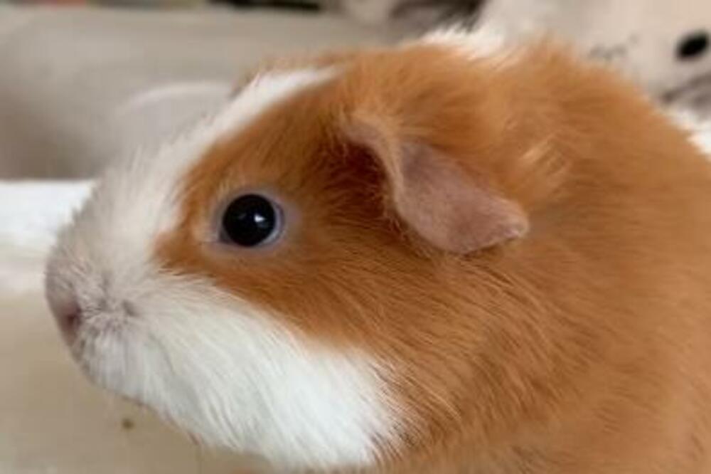 POSLUŽITE OVO LETNJE OSVEŽENJE SVOJIM LJUBIMCIMA: Samo 1 HLADNO PARČE i biće vam zauvek ZAHVALNI