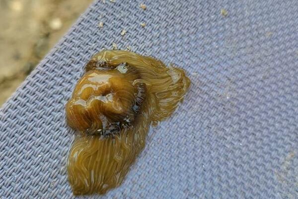 MORSKA ŽIVOTINJA OPEKLA DETE NA TASOSU, A ONDA SE OGLASIO SRBIN: Hit komentarom pobio sve TEORIJE o ovoj životinji