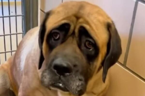 AKO SE OVAKO PONAŠA, VAŠ PAS MOŽE BITI OZBILJNO UGROŽEN: Simptomi su jako neprimetni i ljudi ih lako mešaju