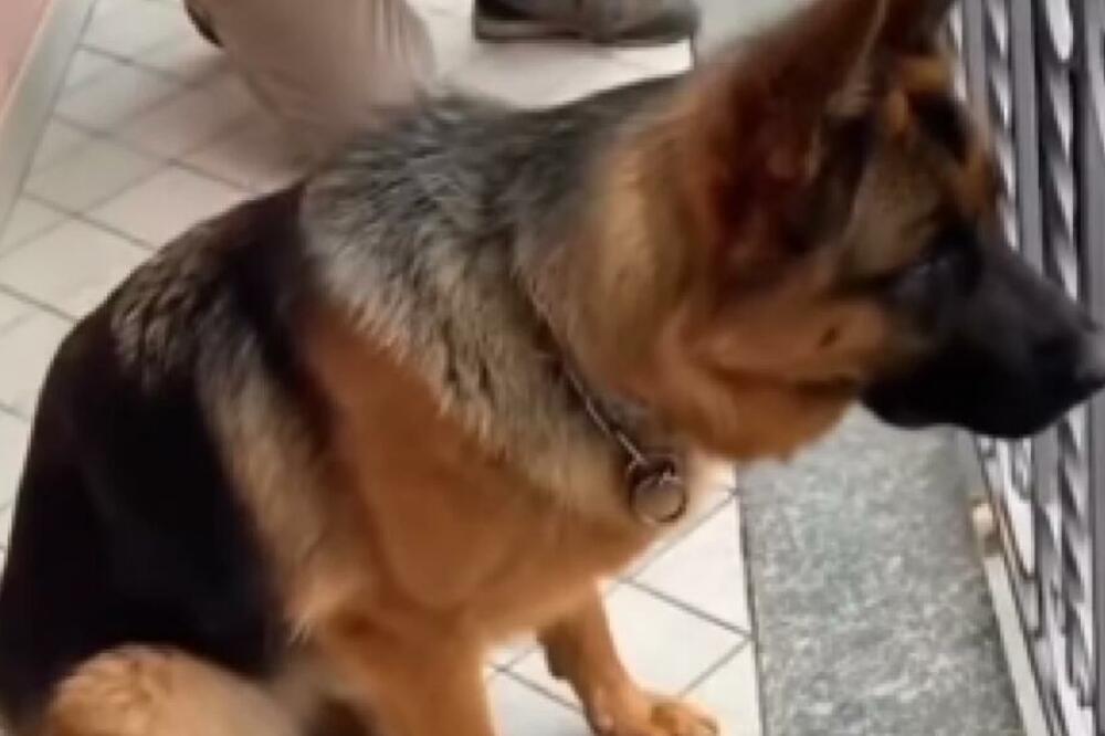 PAS JE SEDEO NA TERASI DOK NIJE ČUO ZVUK AUTOMOBILA: Naglo se ZATRČAO PREMA NJEMU, a onda je USLEDILO... (VIDEO)