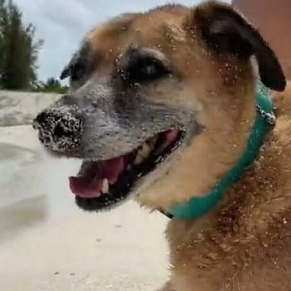 OVAJ PAS JE SLEP I GLUV, A TOPI SRCA SVAKOM KO GA UGLEDA: Evo koje zaduženje ima (VIDEO)