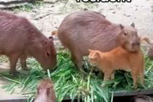 OVAJ MAČAK JE GLAVNA ATRAKCIJA U ZOOLOŠKOM VRTU: Svi ga posećuju samo da bi NJEGA videli (VIDEO)