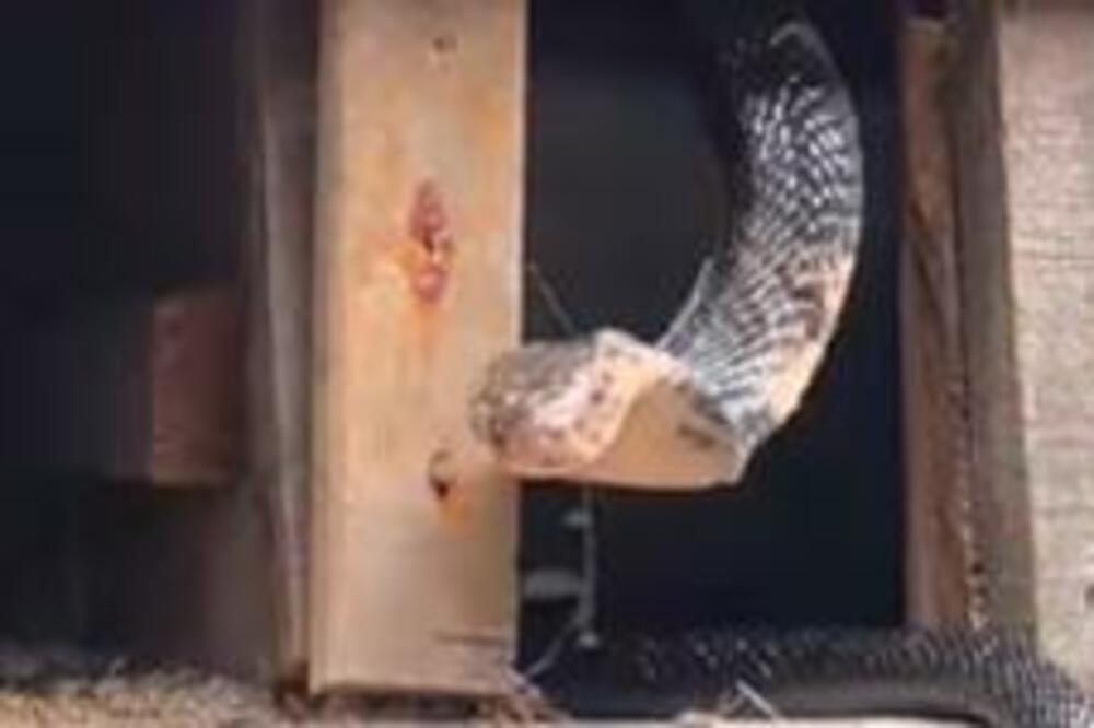 POKUŠAVAO JE DA UZME JAJA OD ZMIJE, ALI GA JE ONA NAPADALA SVE VREME: Smirila se tek kada je videla šta drži u RUCI