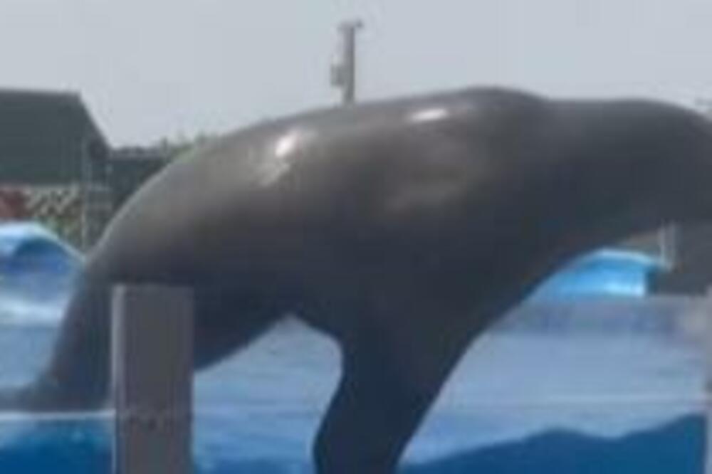 STRAVIČAN SNIMAK IZ ŠPANIJE: Morski lav težak 340 kilograma ISPAO iz BAZENA, pa pao na... (VIDEO)