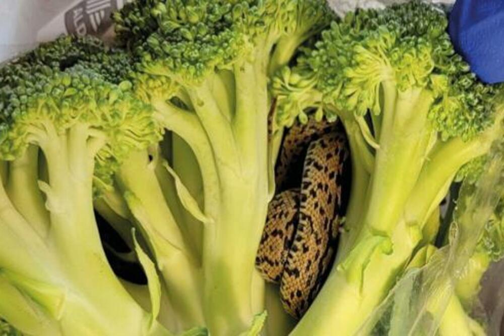 MUŠKARAC KUPIO BROKOLI, A IZ NJEGA JE IZMIGOLJILO OVO STVORENJE: Jedva je ŽIV NA NOGAMA OSTAO (FOTO)