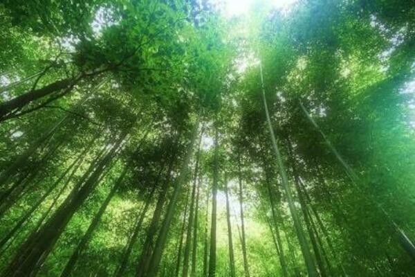 ZA OVO DRVO SVI ZNAJU U SRBIJI, A NEKADA SE KORISTILO DA RADI NAJOGRU STVAR LJUDIMA: Neće vam biti DOBRO kad čujete