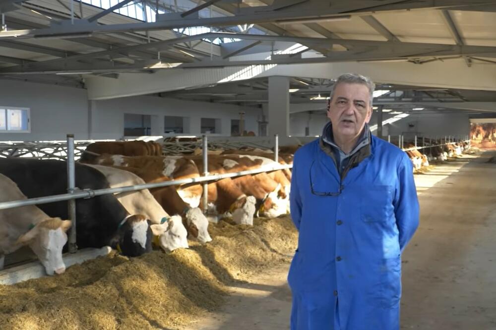 OVE KRAVE LEŽE NA DUŠECIMA OD 100 EVRA: Evo zbog čega je to VAŽNO, jedan razlog je KRAJNJE BIZARAN (VIDEO)