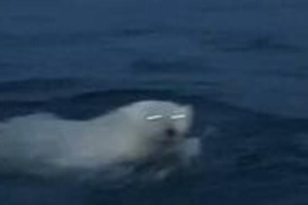 PLOVILI SU BRODOM, A ONDA PRIMETILI NEŠTO ČUDNO: Voda se ZAPENILA, a ono što je IZLETELO nije MORSKO STVORENJE