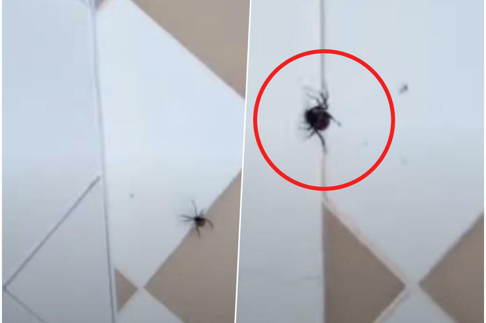 HRVATICA SNIMILA SMRTONOSNOG PAUKA U KUĆI: Otrov im je 15 puta jači od ZMIJSKOG, jedno posebno ZABRINJAVA (VIDEO)