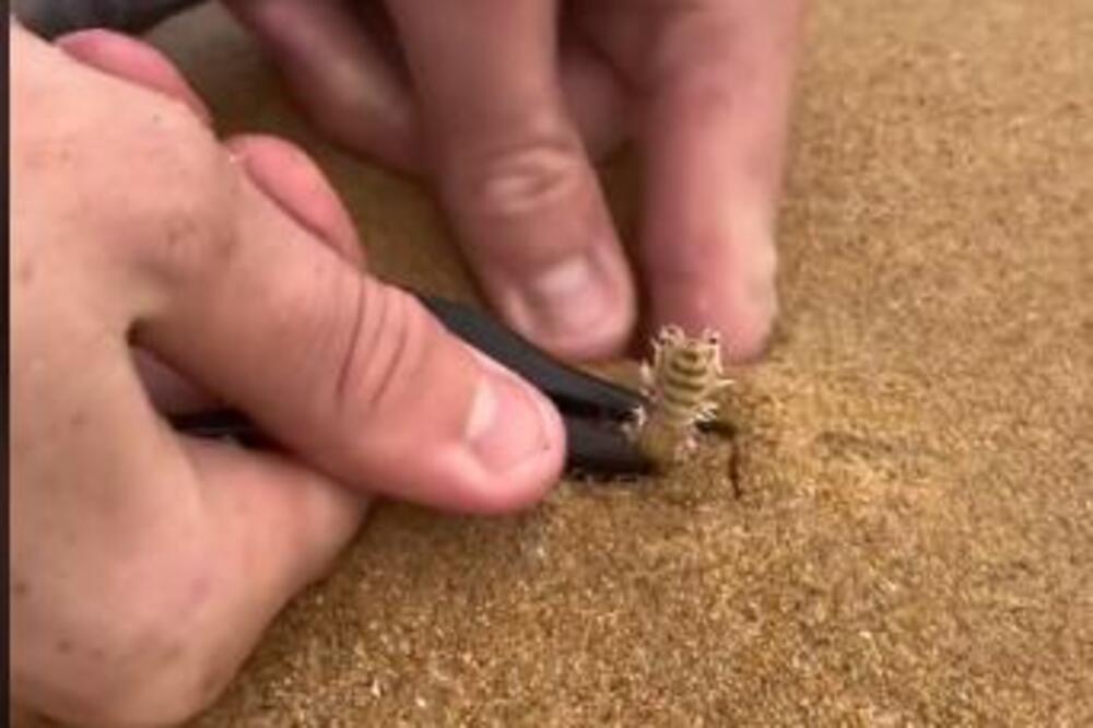 ČOVEK IZ MORA IZVUKAO GADNO STVORENJE I UPLAŠIO 131 MILION LJUDI: Nova FOBIJA koja hara internetom (VIDEO)