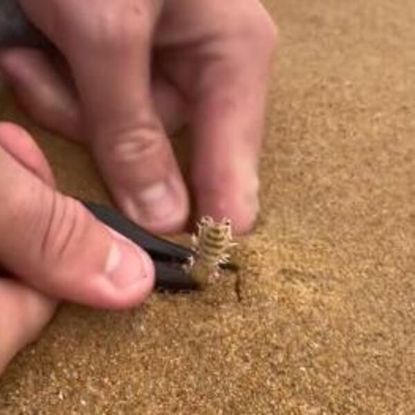 ČOVEK IZ MORA IZVUKAO GADNO STVORENJE I UPLAŠIO 131 MILION LJUDI: Nova FOBIJA koja hara internetom (VIDEO)