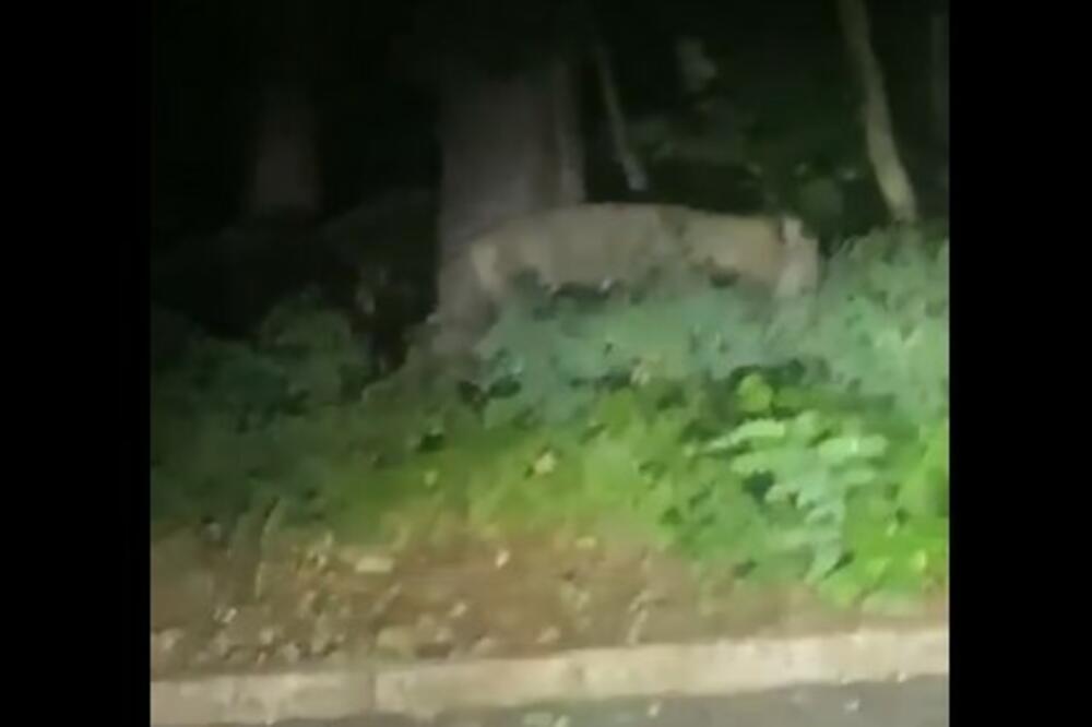 SLUČAJ ODBEGLE LAVICE POD VELOM MISTERIJE: Jedna stvar i dalje ZBUNJUJE, u potragu uključeni i HELIKOPTERI (VIDEO)