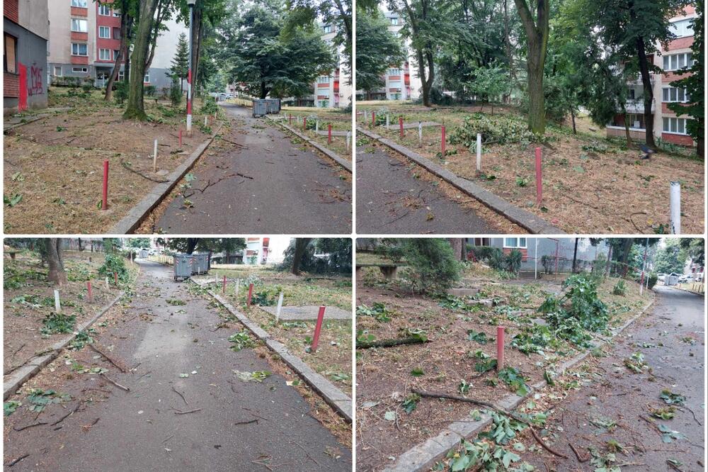 DRVEĆE I GRANE NA SVE STRANE: Nevreme napravilo HAOS na Kanarevom brdu, "Zelenilo" ima PUNE RUKE POSLA! (FOTO)