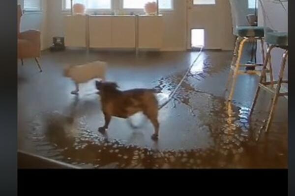 OSTAVILI KUČE KUĆI, KAD SU SE VRATILI IMALI SU ŠTA I DA VIDE: Snimljen URNEBESAN trenutak, VALJAĆETE SE (VIDEO)