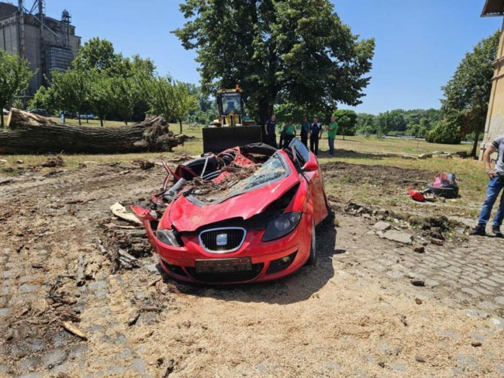 Drvo smrskalo vozilo u Pančevu