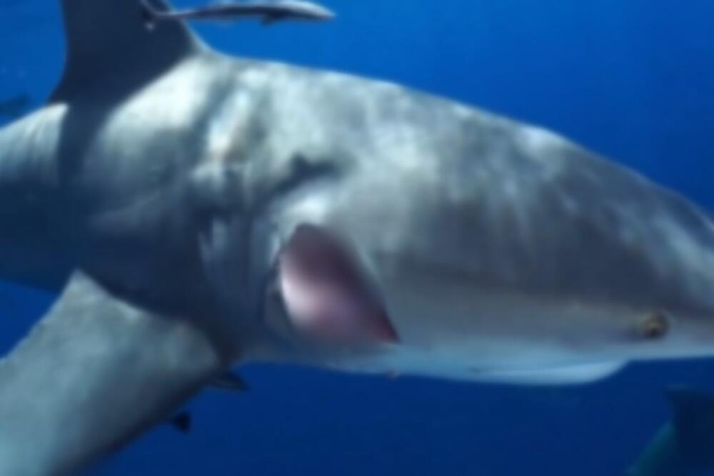Ako se sretnete sa ajkulom, napravite ovo i odbranićete se u sekundi: Jednim potezom ćete otkupiti život (VIDEO)