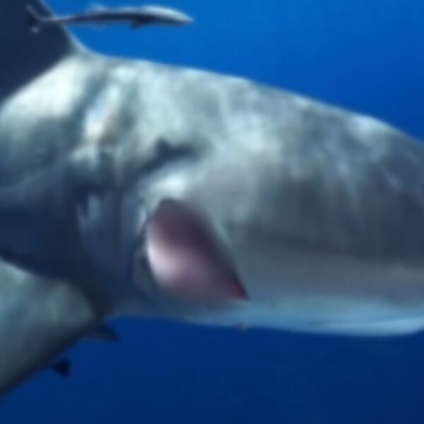 AJKULA NAPALA ŽENU - JEZIVI SNIMAK KRUŽI INTERNETOM: Ovo se ne događa, ljudi trče u pomoć, ne znaju gde će prvo