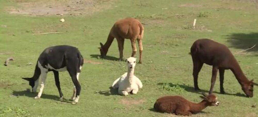 Palić, Zoološki vrt