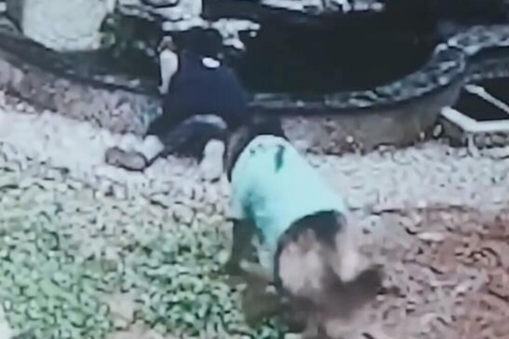 NEĆETE VEROVATI SVOJIM OČIMA, DOBRO POGLEDAJTE ŠTA JE KUČE URADILO: Ovo će vas ODUVATI, da li je REALNO? (VIDEO)