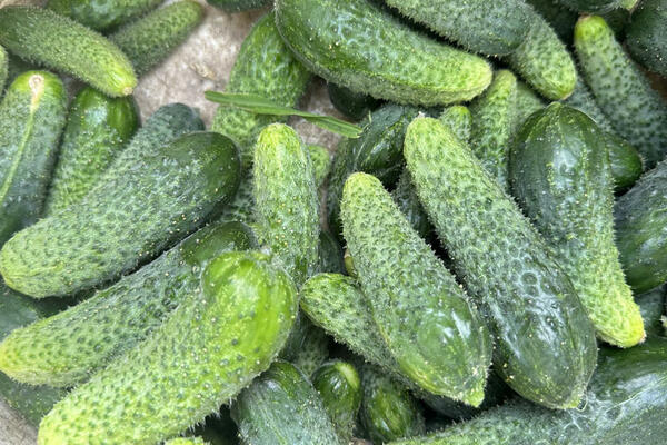 NA PIJACE STIGLI PRVI KORNIŠONI I SOMBORKA: Cene VIŠE nego PROŠLE GODINE, evo ZA KOLIKO!