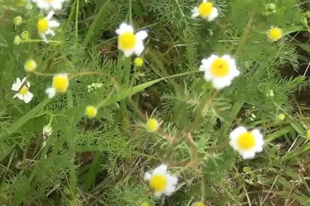 AKO OVAKO POSADITE KAMILICU U SAKSIJI, IMAĆETE JE ČITAVE GODINE: Ne zna se dal' je ZDRAVIJA ili UKUSNIJA
