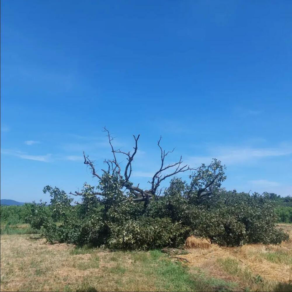 Oboren hrast u selu Miloševo