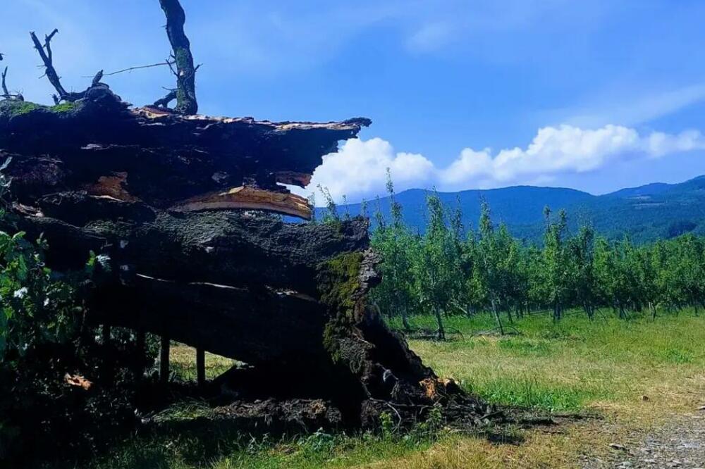 400 GODINA ODOLEVAO NEDAĆAMA, ALI NIJE MOGAO I STRAHOVITOJ OLUJI! Oboren SVETI HRAST u selu kod Kragujevca (FOTO)
