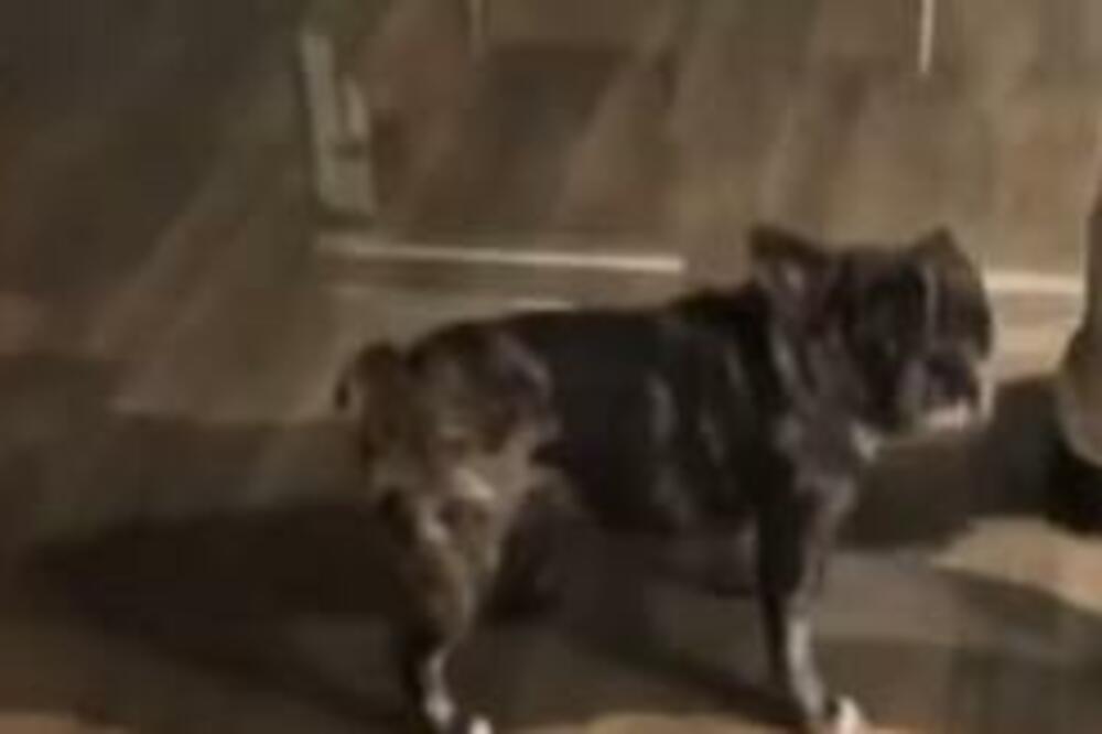 ZBOG PSA NIJE MOGAO DA SE UKRCA NA AVION, PA ODLUČIO DA OVO URADI SA ŽIVOTINJOM: Ljudi BESNI, gde će mu duša!