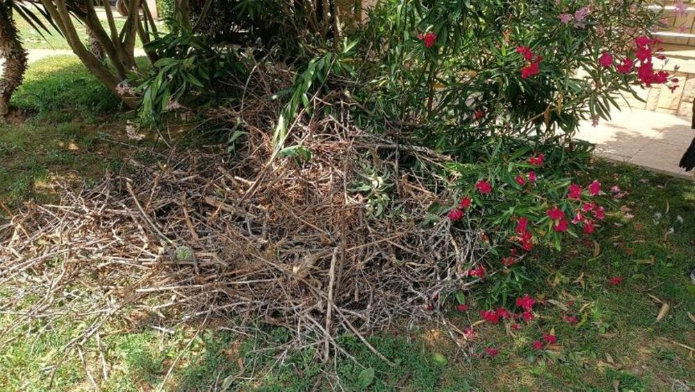 Uništeno gnezdo usred oluje