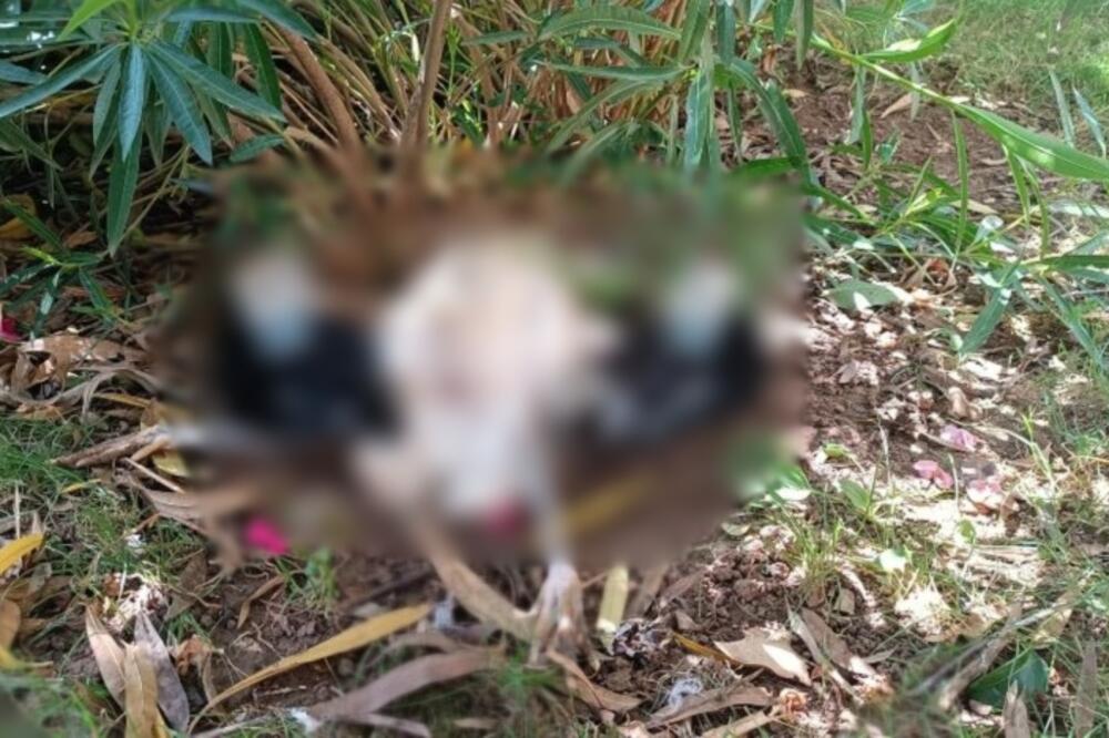 ZBOG RAZORNE OLUJE STRADAO VELIKI BROJ PTICA! Društvo za zaštitu i proučavanje saopštilo TUŽNE VESTI (FOTO)