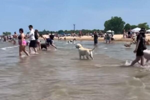 IZGUBILI PSA U GRČKOJ, PA GA NAŠLI U SOMBORU: Osulji PALJBU na druge, a na kraju VLASNICI BILI KRIVI, NEVEROVATNO