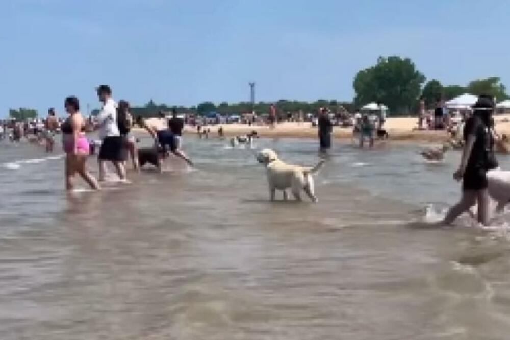 IZGUBILI PSA U GRČKOJ, PA GA NAŠLI U SOMBORU: Osulji PALJBU na druge, a na kraju VLASNICI BILI KRIVI, NEVEROVATNO