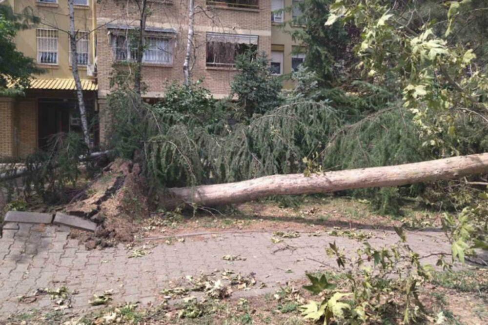 DRVO ULETEO U SOBU, LETELI KROVOVI, ODŽAK PROPAO U STAN: Novi Sad neprepoznatljiv nakon RAZORNE OLUJE (FOTO)