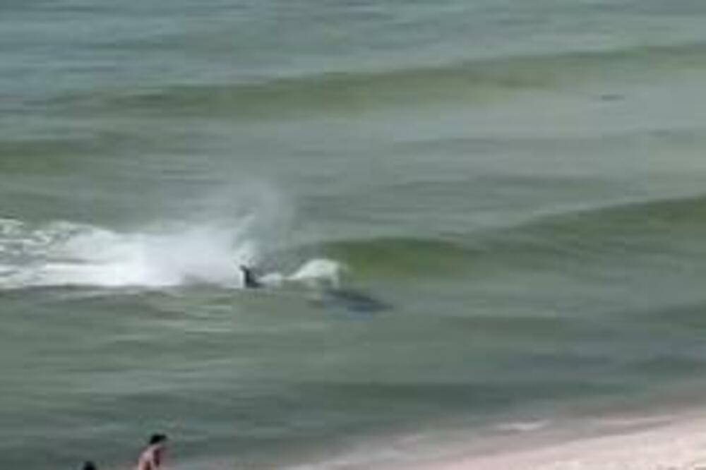 Ajkula usmrtila čoveka, otkinula mu više udova! Horor na popularnoj plaži, napala ga na 100m od obale! (VIDEO)