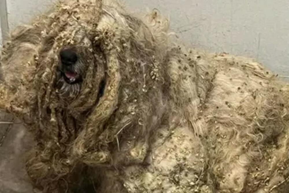 SPASIOCI PRONAŠLI "ČUPAVO ČUDOVIŠTE" U POLJU KUKURUZA: Jaukalo je od BOLOVA, a onda se desilo OVO! (FOTO)