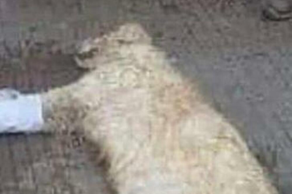 SKORO SVI OVAKO RASHLAĐUJU PSA, A TO JE GREŠKA: Ne pomažete, samo pravite KONTRAEFEKAT, obratite pažnju