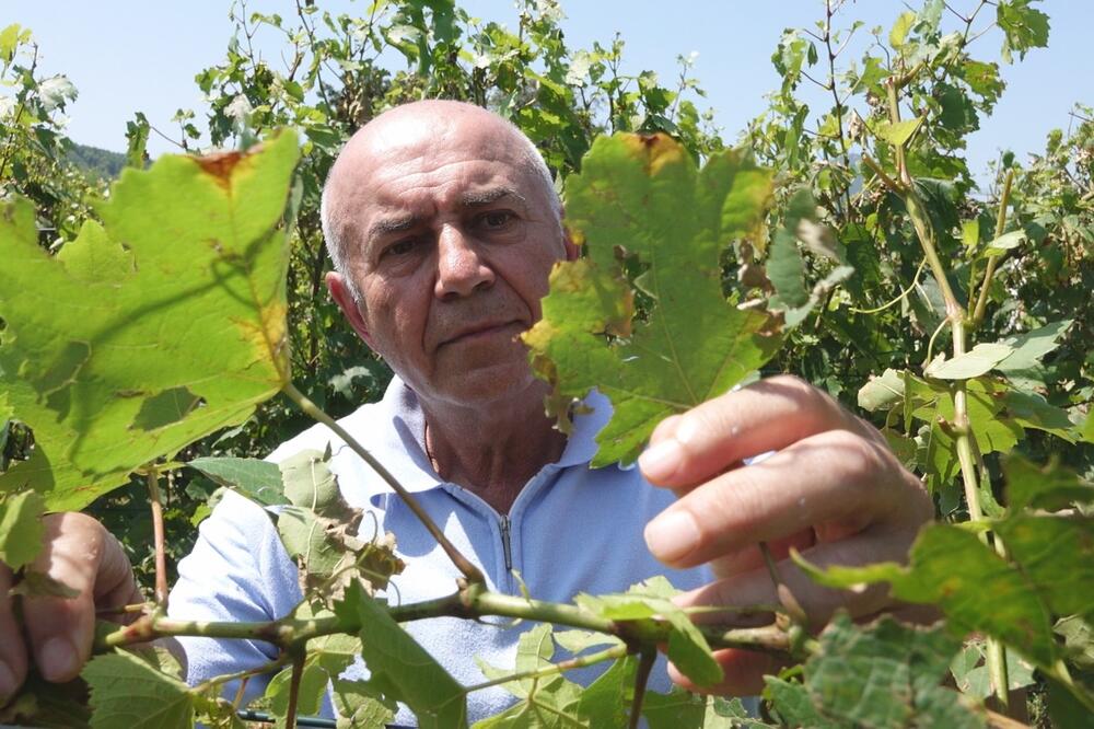 MILOŠEVIĆI NE MOGU DA SE OPORAVE OD GUBITKA: Grad im je opustošio vinograd, nije ostalo NIJEDNO zrno (FOTO)
