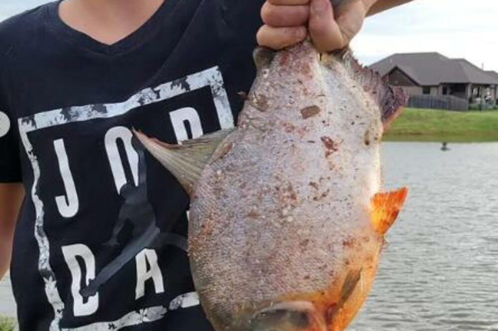 ULOVIO JE RIBU, A ONDA JE POGLEDAO U NJENE ZUBE: Ostao je FRAPIRAN zbog prizora, KAKO JE MOGUĆE? (FOTO)